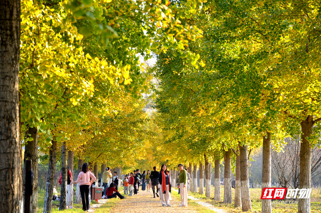 慈利县琵琶花海：银杏黄 游人忙   (组图）