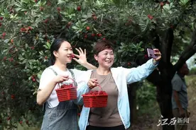 宜丰：杨梅熟 采摘乐图片