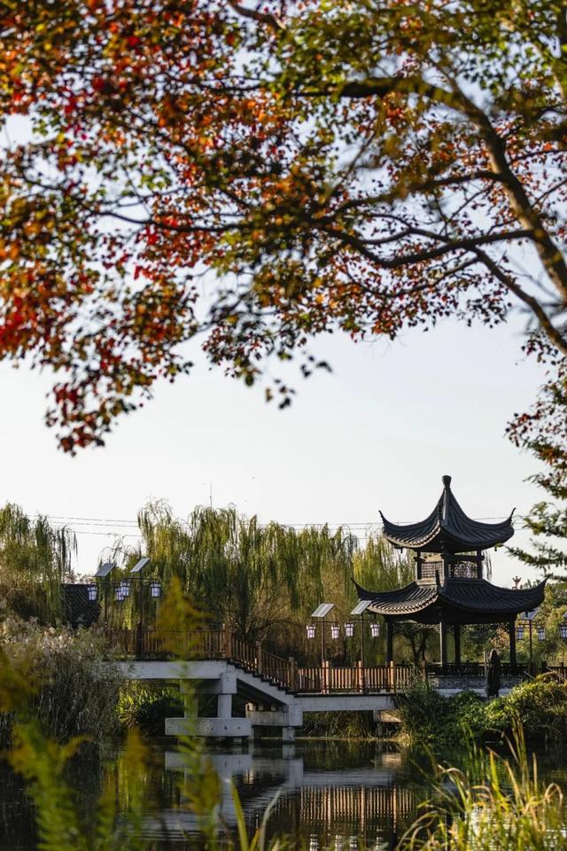 跟着达人一起打卡盐城限定秋景~