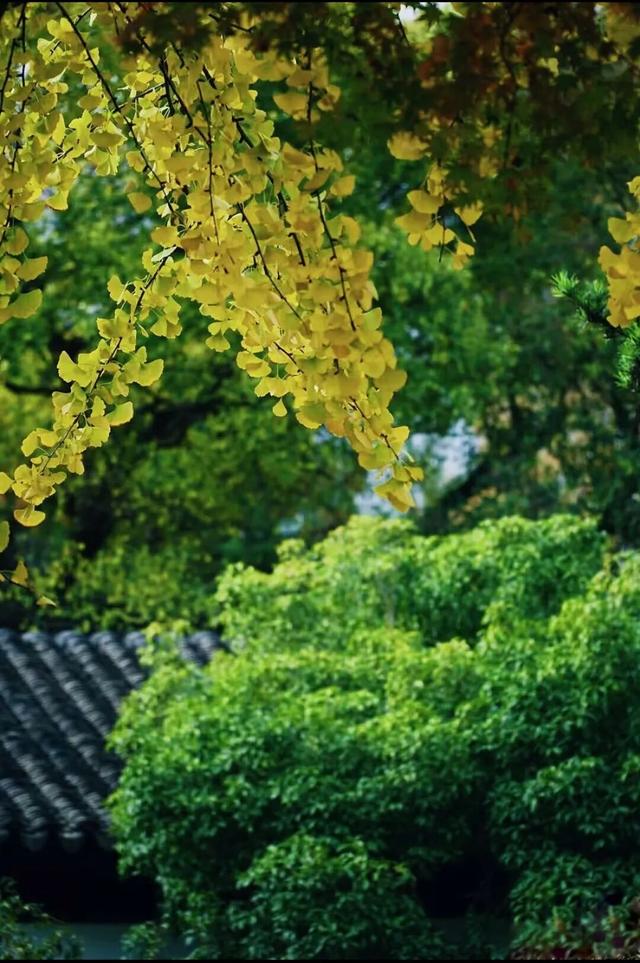 上海顶级秋景！藏着传统中国色→