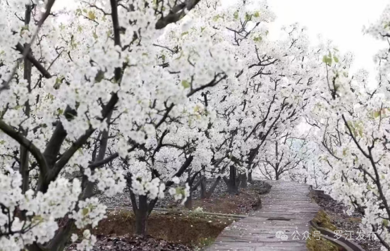 今天起，德阳将有一个新名字！