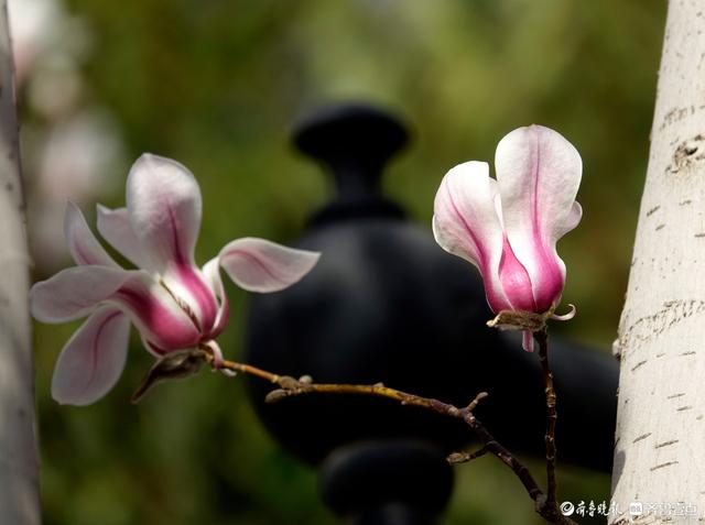 赏花正当时！趵突泉玉兰花开，与泉水共绘春色