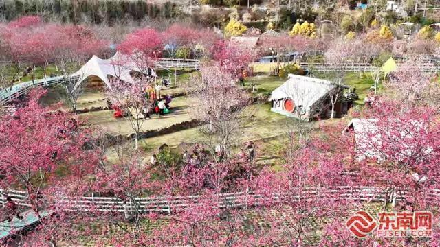 霞浦：六万株樱花竞相绽放 绘就春日绚丽花海