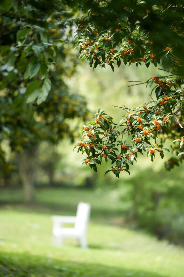 桂花香“空降”上海！秋日限定款快闻！