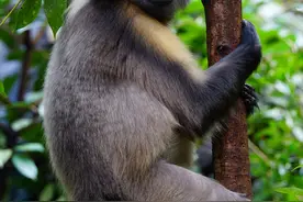【国际生物多样性日】贵州喀斯特生物有三个显著特征——访省林科院院长冉景丞图片
