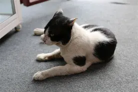 寻猫启示｜泰国：用“哆啦A梦”猫祈雨图片