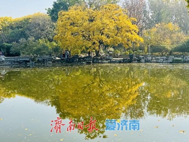 初冬泉城公园：彩叶如绘，醉美游人