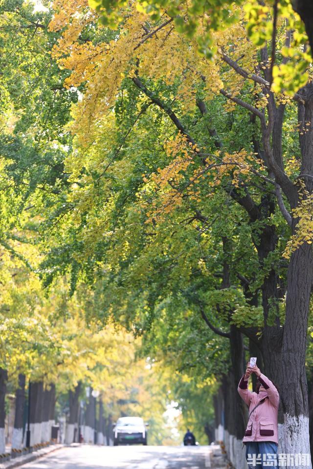 太平角银杏抢“鲜”黄！