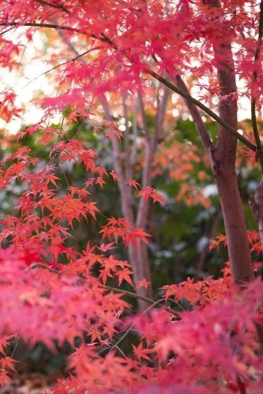 武汉冬日已“枫”神，全部地铁直达