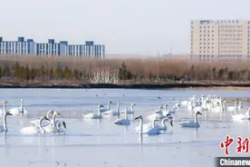 内蒙古：大批候鸟“做客”霍林郭勒图片
