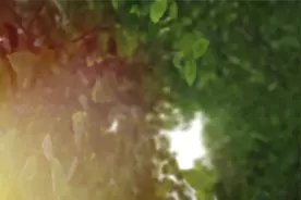 通过叶绿体助力减碳？上海科学家攻破世界性难题图片