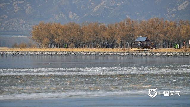 野鸭湖灰鹤群“起舞” 绘就冬日和谐生态画卷