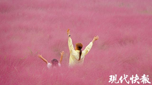 @南京人，江边这片“粉色海洋”等你打卡