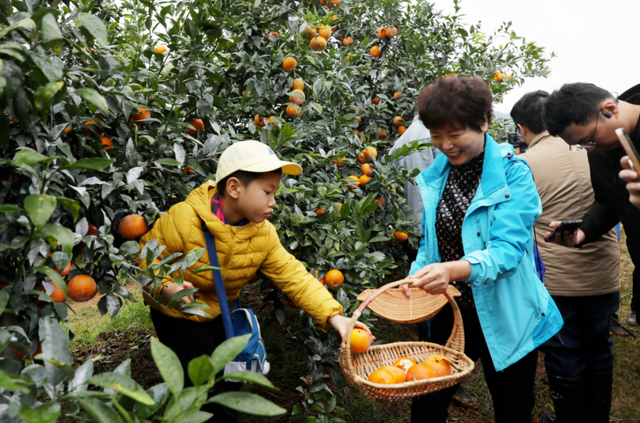 南宁冬季水果采摘全攻略 | 东北老铁、西北家人，告别猫冬！来南宁实现“水果自由”
