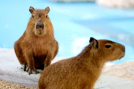 年轻人，国庆快来郑州市动物园看“卡皮巴拉”图片
