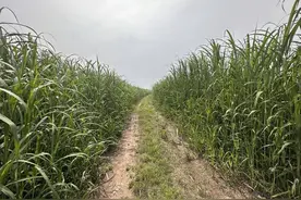 市人大常委会调研全市芦苇产业发展情况图片