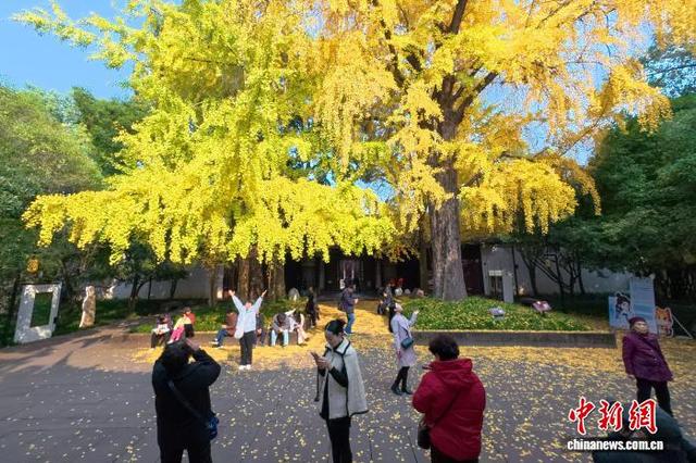 四川眉山：古祠金叶舞 诗意醉游人