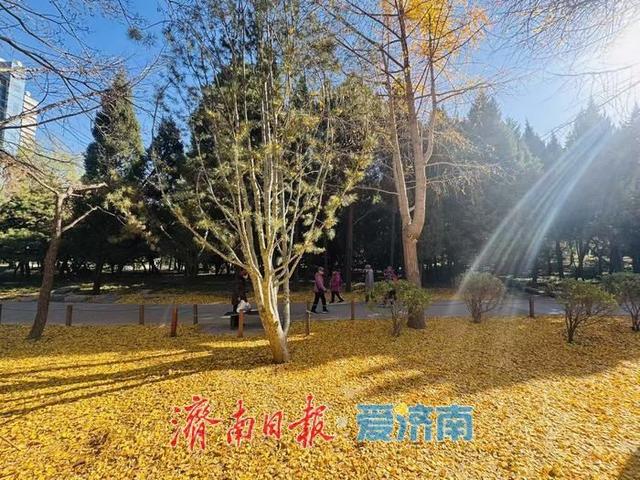 一年四季 泉在济南丨泉城公园银杏叶铺金 市民游客打卡赏冬景