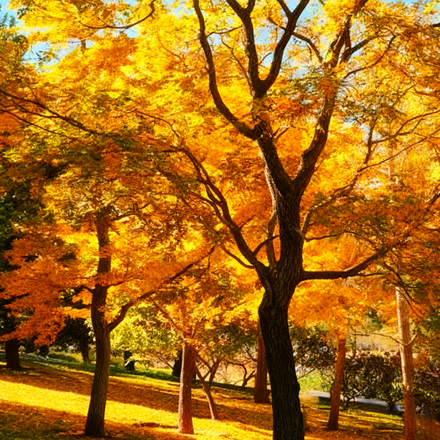 还在凑满减？这里的绝美秋景免费派送中——