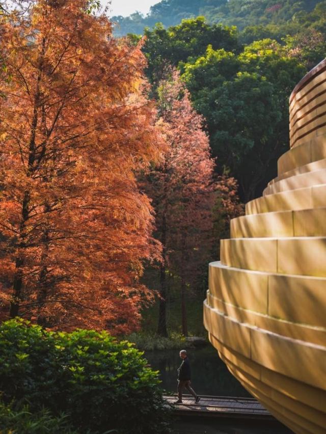 广州冬日“最暖色”来了！云溪植物园落羽杉进入绝美变色季