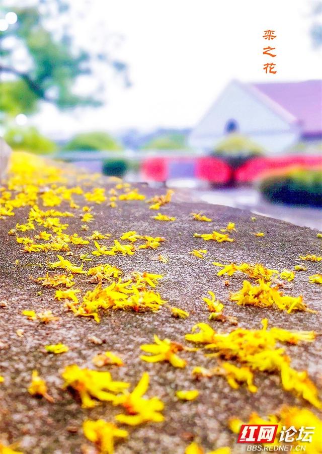欢庆时刻丨秋雨初歇零陵秋意浓：潇水畔栾树绽“一树三色”