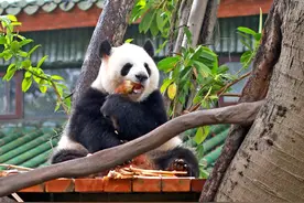 广州空中瑜伽女王熊猫“雅一”回归公众视野，后花园里叹世界图片