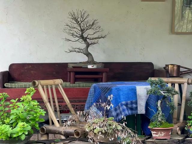 昆明人私藏的治愈系中式庭院就在金殿后山