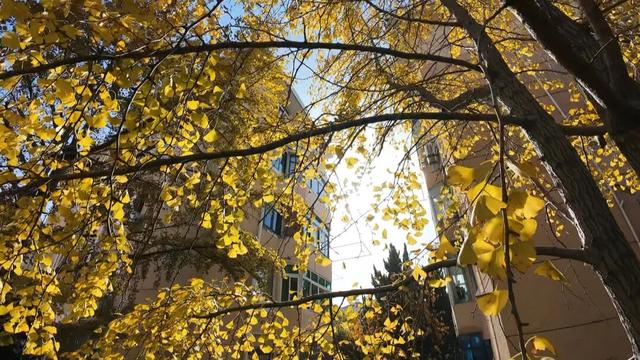 最美观赏季来了！看Ta们怎么玩→