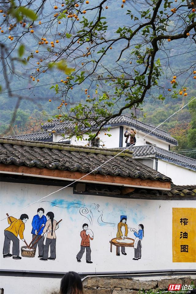 秋游时刻丨这颗甜柿，为什么让整个村子变成了诗？