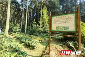 政策简读丨把林下经济打造成湖南林业产业新的重要增长极图片