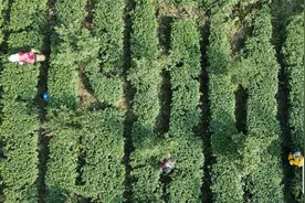 荣县入选“精制川茶产业振兴十强县”图片