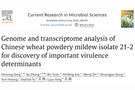 重要突破！湖北科学家找到小麦白粉病菌致病机制关键线索图片