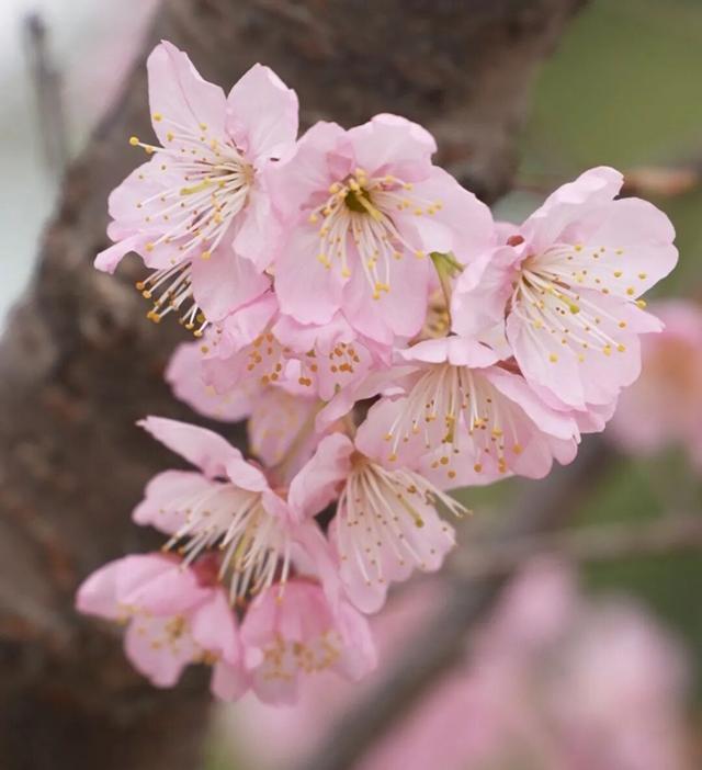 突然全“粉”了！在无锡，提前半个月！