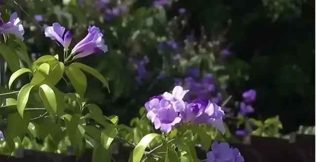 南宁秋日赏花攻略，带你一键解锁这份限定版的秋花图鉴！