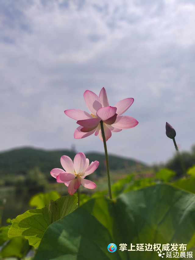 浪漫夏日，为“荷”到延边！赏荷地图来了~