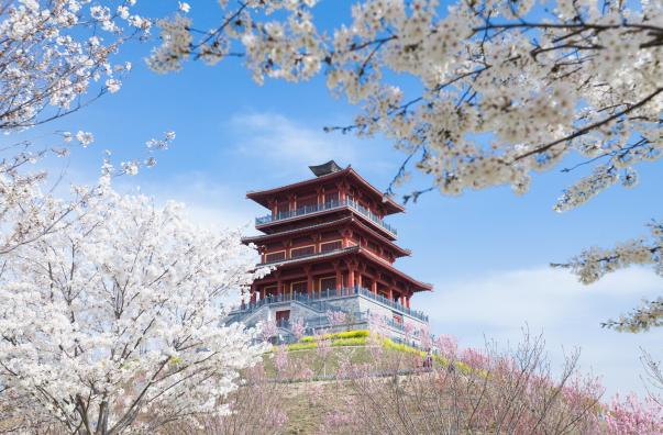 2026河南·荥阳第十一届黄河樱花季在丰乐樱花园启幕