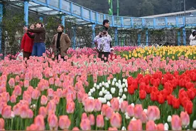 图说沙坪坝｜漫步花海享春光图片