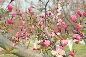 芜湖：春花竞放 繁花似锦图片