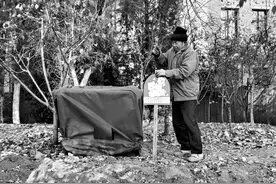 流浪猫，公园里有你的“家”图片