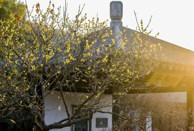 第一波开好了！来无锡邂逅冬日“梅”景