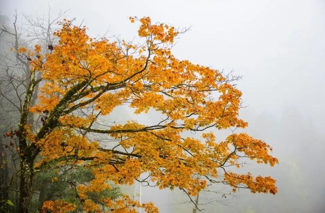 值哭！秋日的瓦屋山超有氛围好吗~