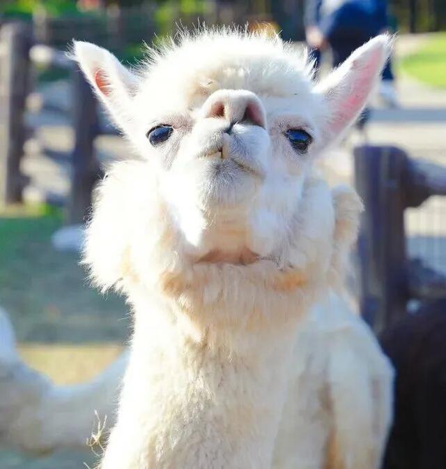 知识+100，快乐+100