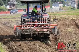通道双江镇:“稻”“油”轮作助力增产增收图片