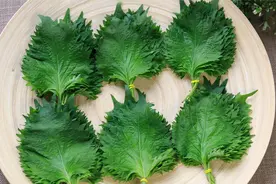 夏天限定“叶子”，祛湿解暑，和胃助睡眠！炒菜茶饮入药都可以~图片