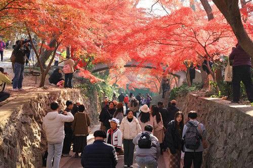南京中山植物园红枫美到窒息
