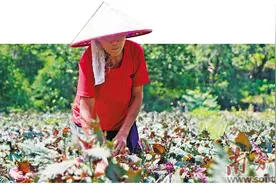 紫苏采收忙 又见好“丰”景图片