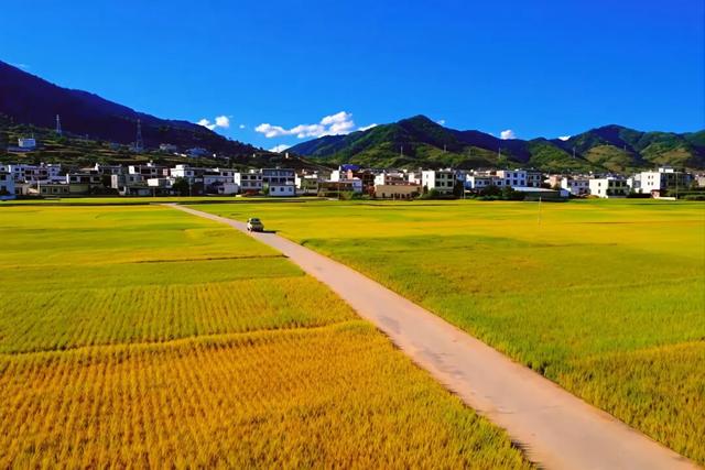 朱提文苑 | 深秋桃源坝 稻香悟初心