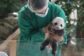 德国新出生大熊猫双胞胎幼崽首次亮相图片