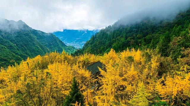 泸州银杏黄了！这些地方进入最佳观赏期