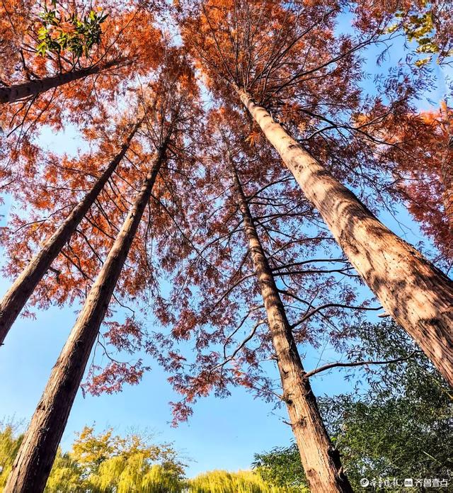 济南青龙桥护城河畔，美景随手拈来